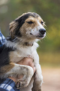 Close-up of dog looking away