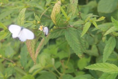 Close-up of white flowering plant