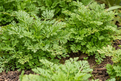 Full frame shot of plants