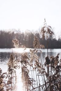 Scenic view of frozen lake against sky