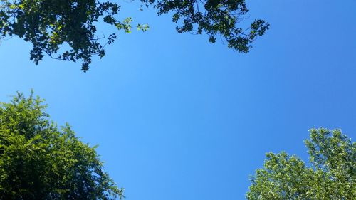 Low angle view of tree against blue sky