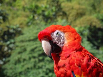 Close-up portrait of macaw