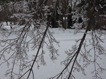 Frozen trees on landscape during winter