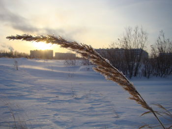 Plants on snow covered field against sky