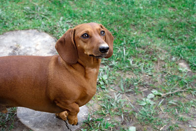 Portrait of dog looking away