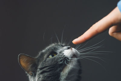 Cropped image of hand holding cat against black background