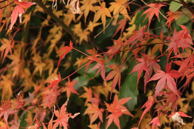 Close-up of autumnal leaves on plant
