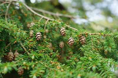 High angle view of pine cone on tree