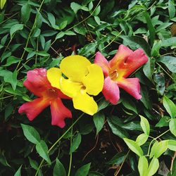 Close-up of yellow flowers blooming outdoors