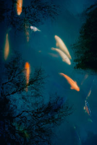 High angle view of fish swimming in pond