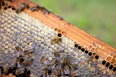 Close-up of bee on rock