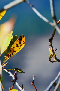 Close-up of insect on plant