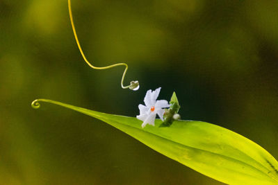 Close-up of white flowering plant