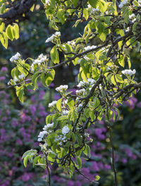 Close-up of purple flowering plant