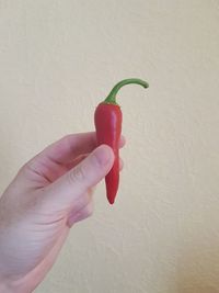 Hand holding red chili pepper against wall