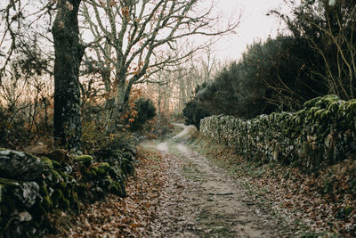 Footpath leading forward amidst trees