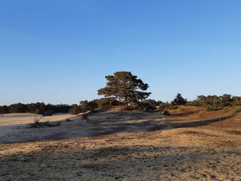 Trees on field against clear blue sky