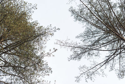 Low angle view of tree against clear sky