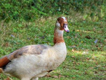 Close-up of duck on field