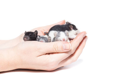 Midsection of hand holding cat against white background