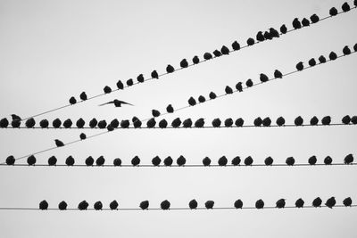 Low angle view of birds against sky