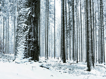 Trees in forest during winter