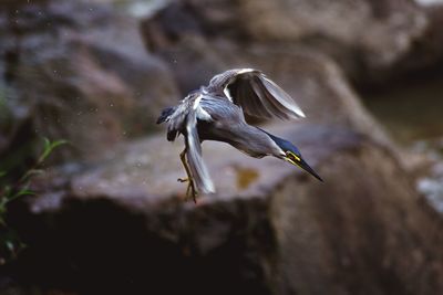 Close-up of bird flying over rock