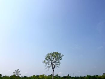Low angle view of trees against clear blue sky