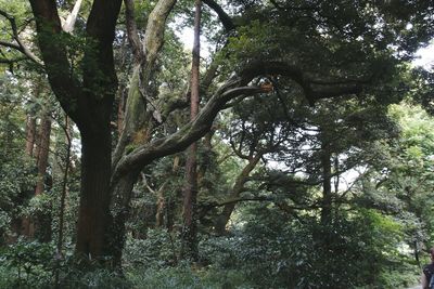 Low angle view of trees