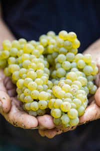 Close-up of hands holding grapes