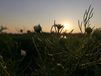 Close-up of grass against sky during sunset