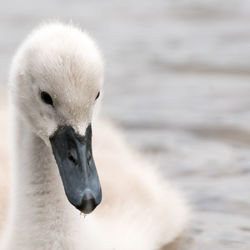 Close-up of cygnet swimming in lake