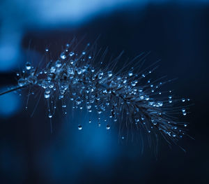 Close-up of wet plants during winter