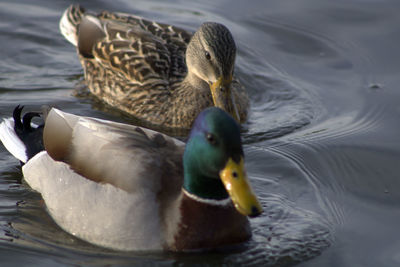 Pair of ducks in a lake 