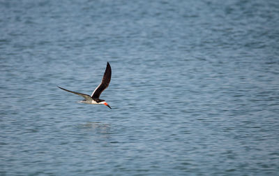 Flock of black skimmer terns rynchops niger on the beach at clam pass in naples, florida