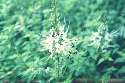 Close-up of white flowering plant