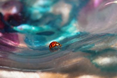 Close-up of ladybug
