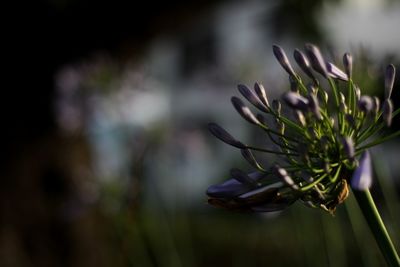 Close-up of purple flowering plant