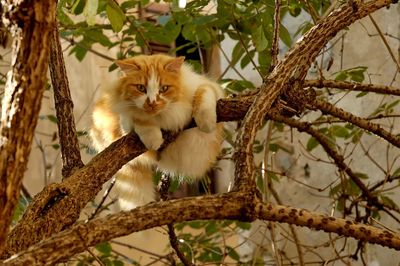 Portrait of cat sitting on branch