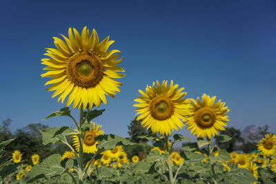 Close-up of yellow sunflower on field against clear sky