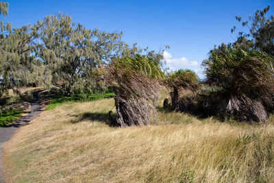 Trees on field against clear sky