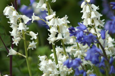 Close-up of white flowering plants
