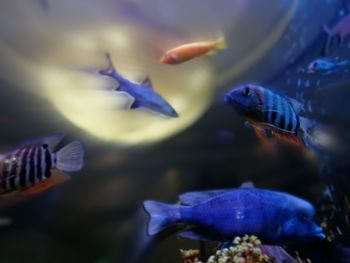 Close-up of fish swimming in aquarium