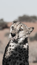 The cheetah in namibia