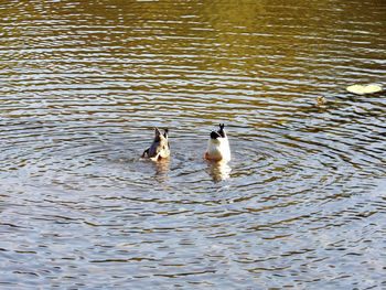 Ducks swimming in lake