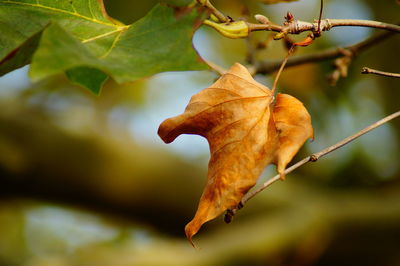 Close-up of dried leaves