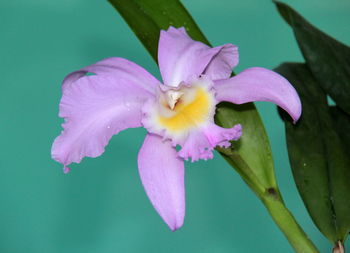 Close-up of purple iris flower