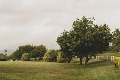 Trees on field against sky