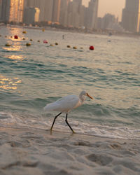 Close-up of white bird on beach