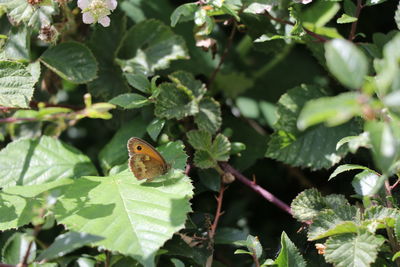 Close-up of butterfly perching on leaf